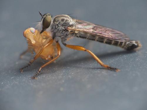 Lauxaniinae